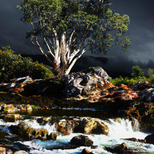 Eucalipto Blanco del Limay